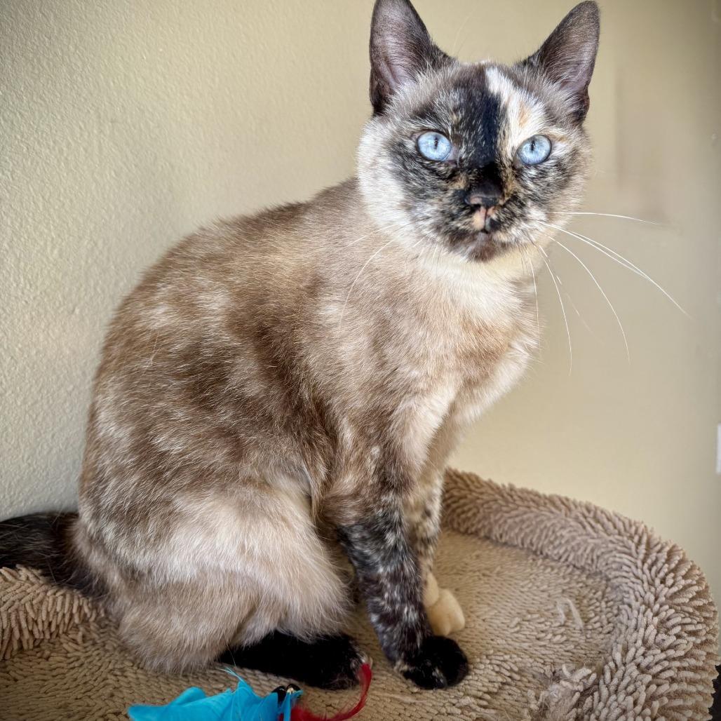 Alora, Adoptable, Senior Female Domestic Short Hair.