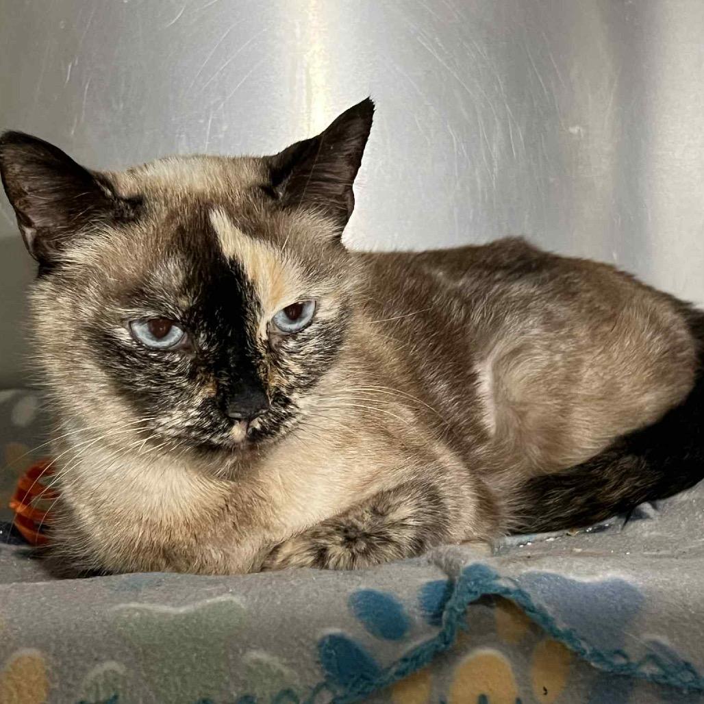 Alora, Adoptable, Senior Female Domestic Short Hair.