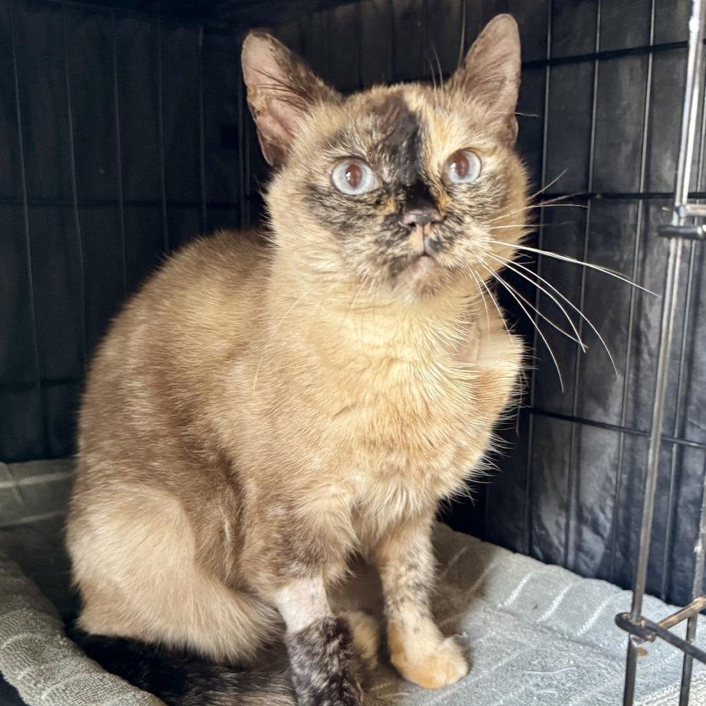 Enlarge Alora, a Adoptable Domestic Short Hair in Fredericksburg, TX image 3/6