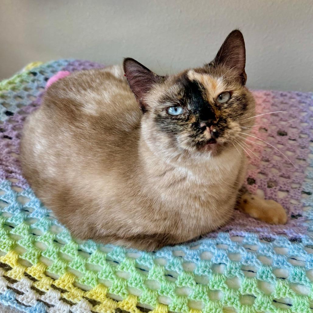 Enlarge Alora, a Adoptable Domestic Short Hair in Fredericksburg, TX image 3/6