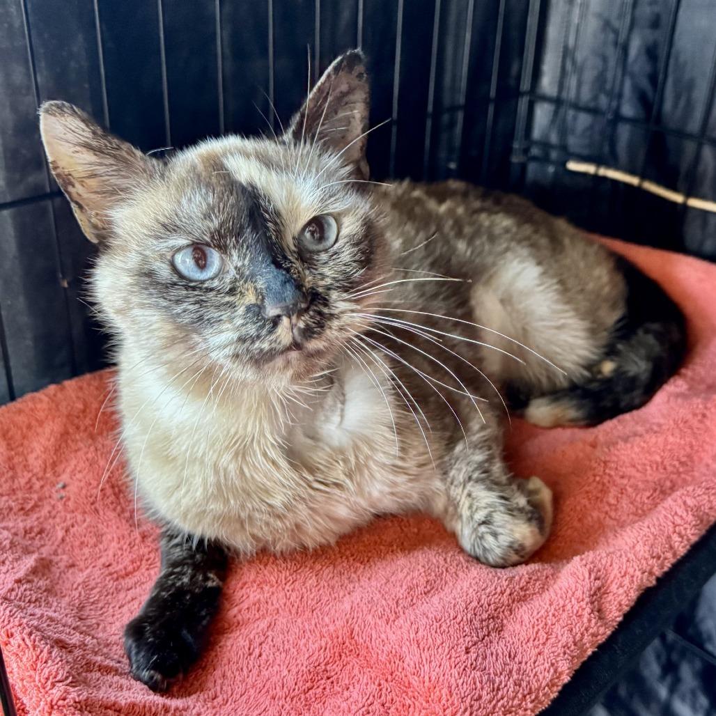 Enlarge Alora, a Adoptable Domestic Short Hair in Fredericksburg, TX image 4/6