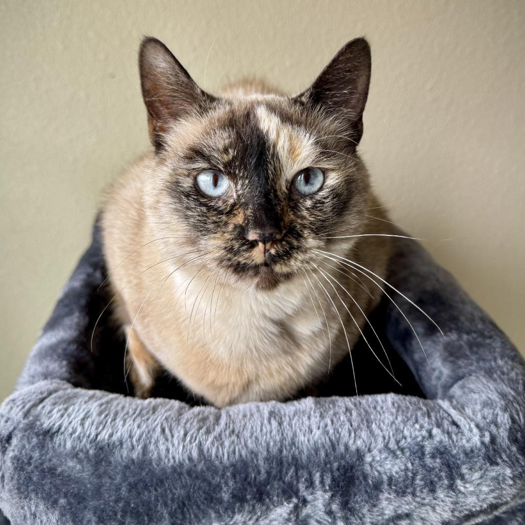 Enlarge Alora, a Adoptable Domestic Short Hair in Fredericksburg, TX image 4/6