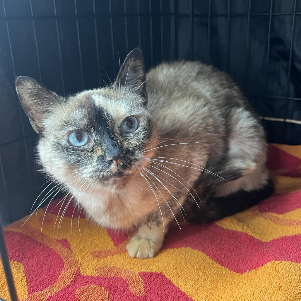 Enlarge Alora, a Adoptable Domestic Short Hair in Fredericksburg, TX image 5/6