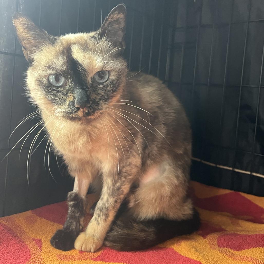 Enlarge Alora, a Adoptable Domestic Short Hair in Fredericksburg, TX image 6/6