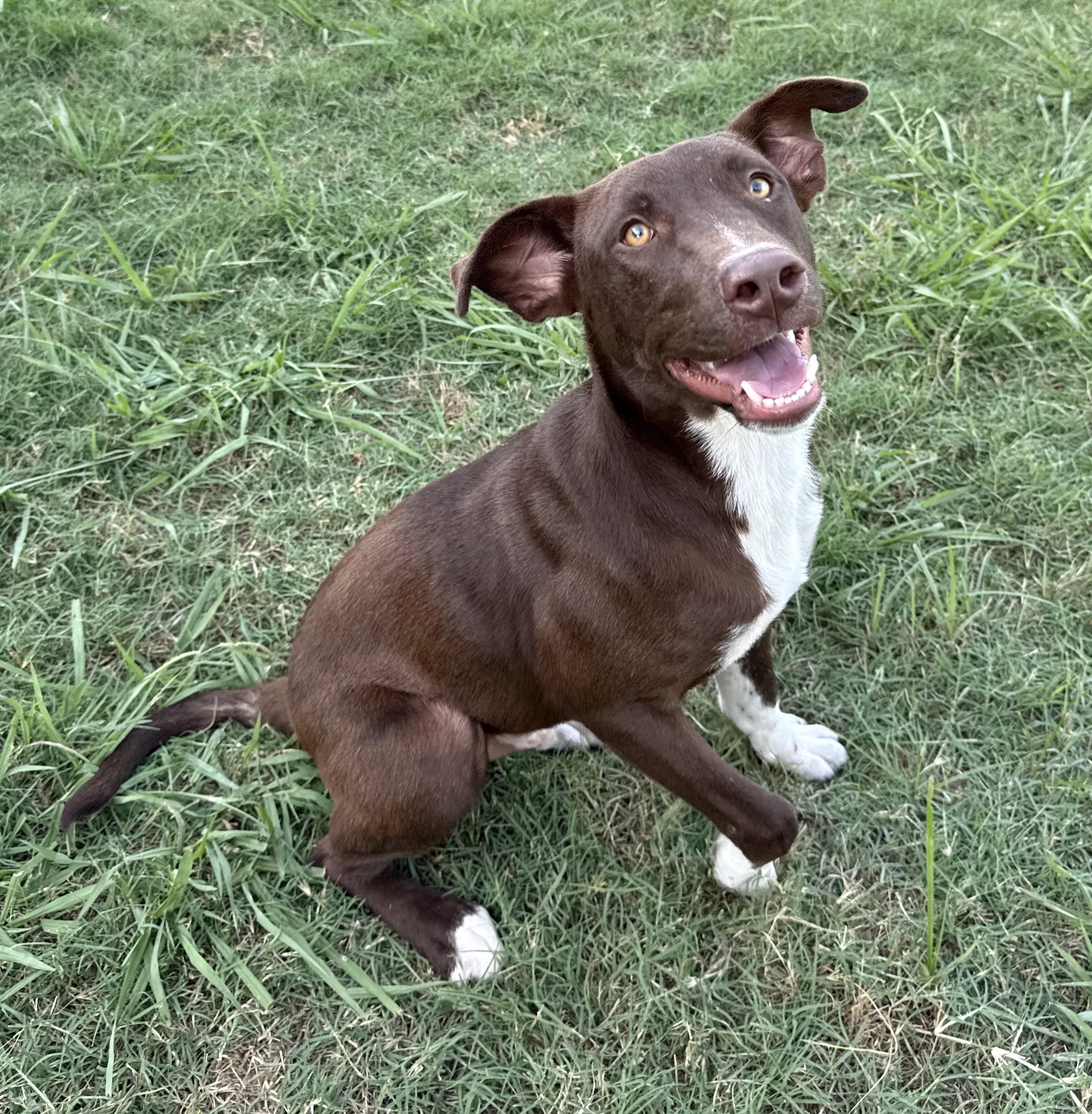 Enlarge George, a Adoptable mixed breed in Tumwater , WA image 2/4