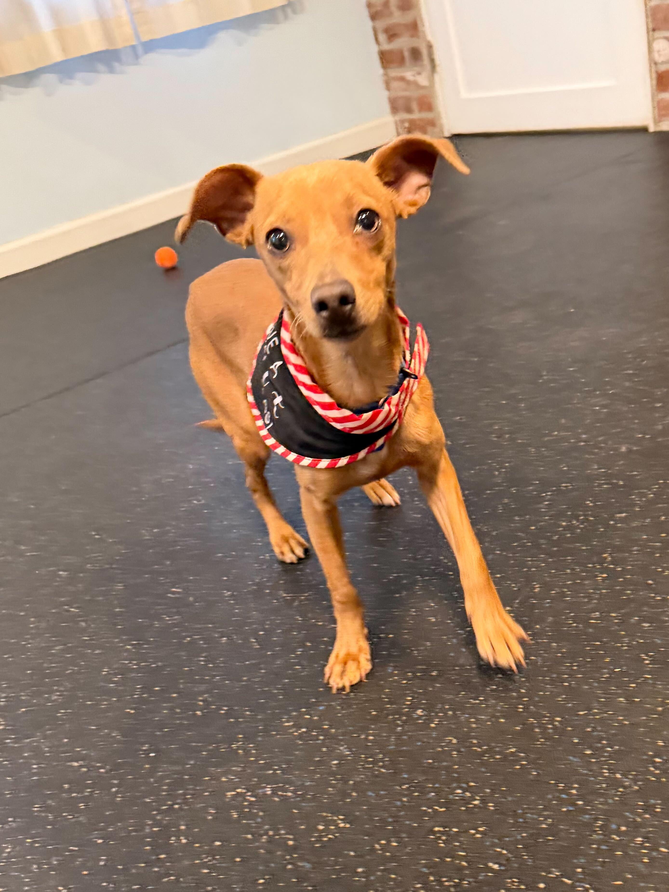 Churro, Adoptable, Puppy Female Chihuahua.