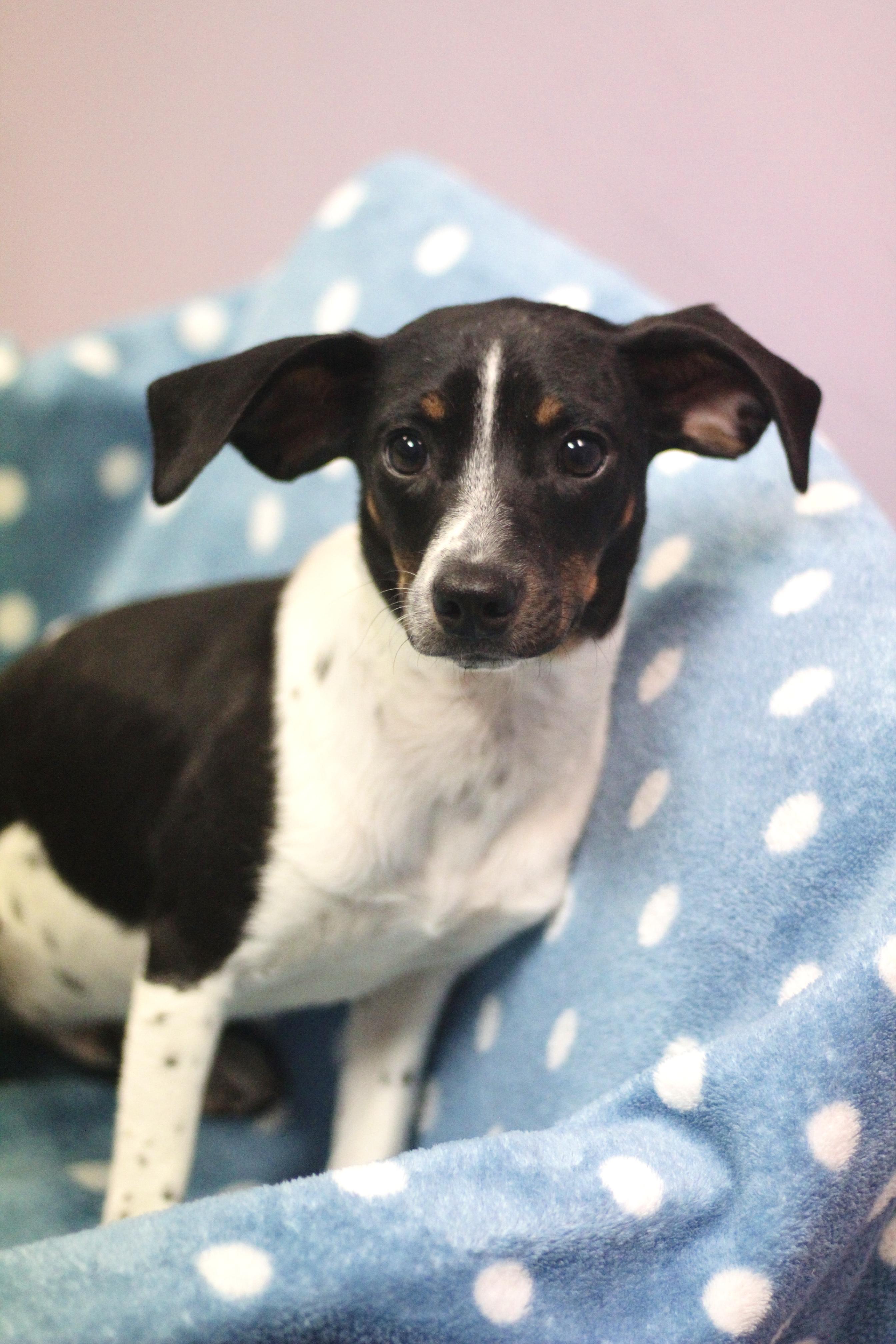 Enlarge Cutter in NH! Come Meet our Adoptable Dogs Wednesday-Saturday. More info in Bio! , a ADOPTABLE mixed breed in Manchester, NH image 3/3