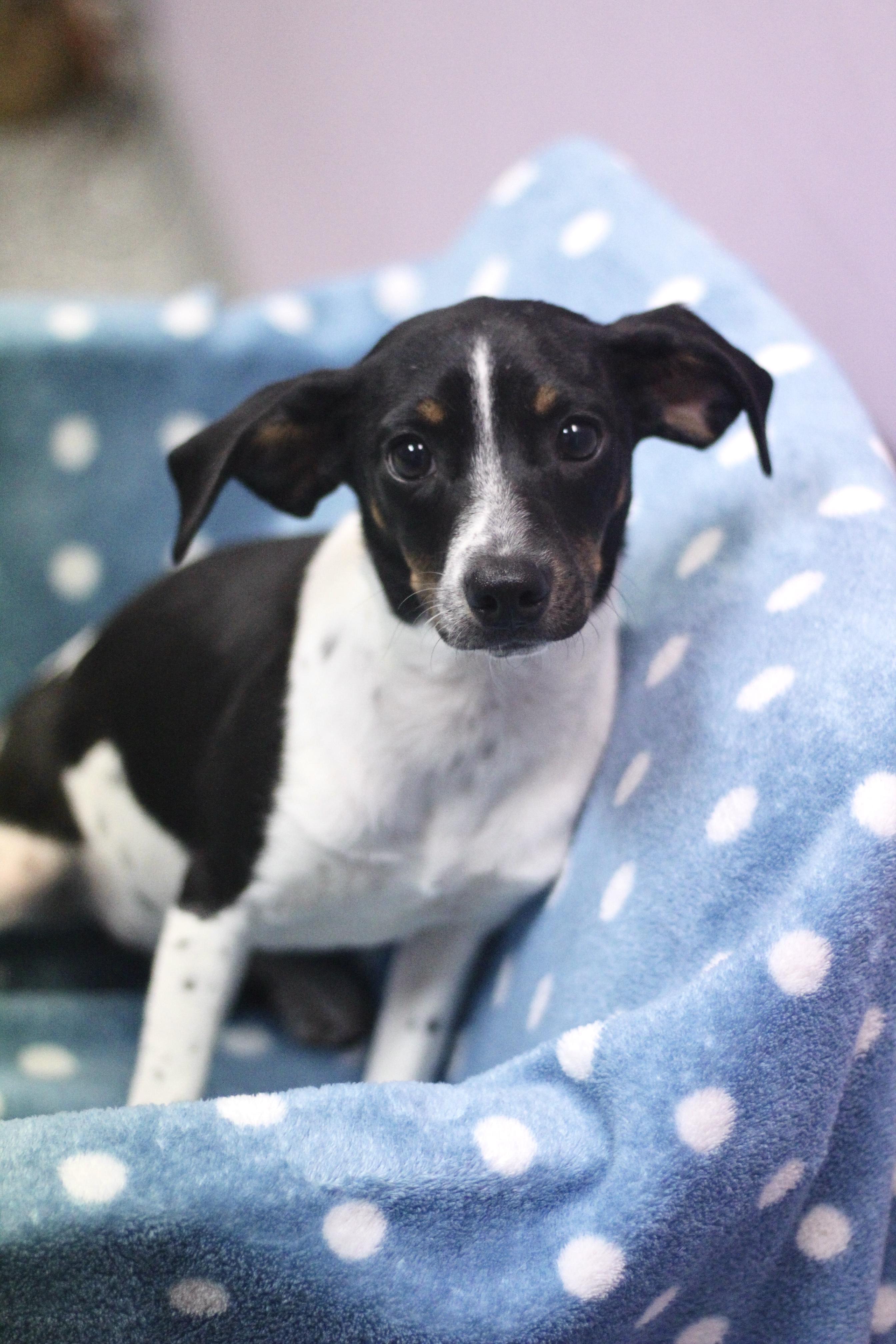 Cutter in NH! Come Meet our Adoptable Dogs Wednesday-Saturday. More info in Bio! , ADOPTABLE, Puppy Male Rat Terrier.