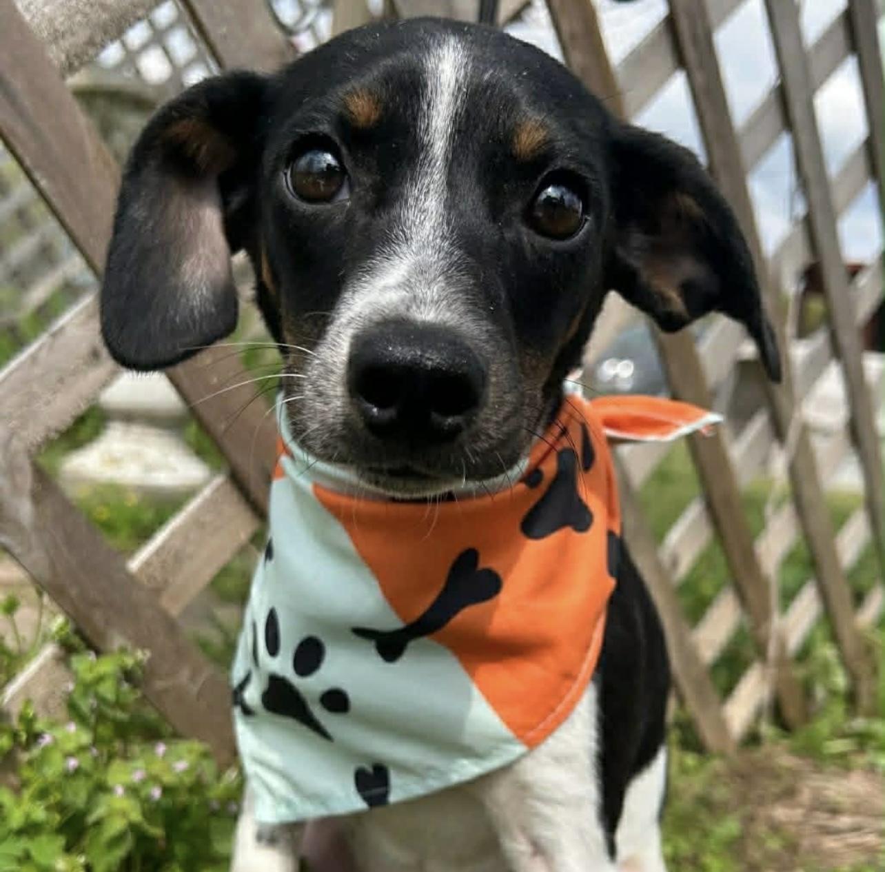 Enlarge Cutter in NH! Come Meet our Adoptable Dogs Wednesday-Saturday. More info in Bio! , a ADOPTABLE mixed breed in Manchester, NH image 2/3