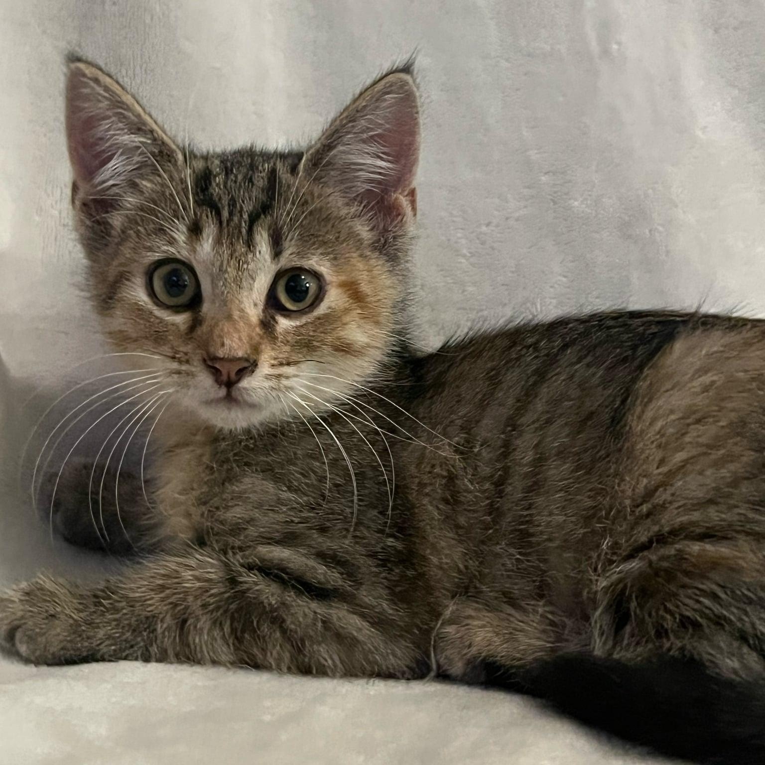 Enlarge Mazie, a Adoptable Domestic Short Hair in Minneapolis, MN image 1/1