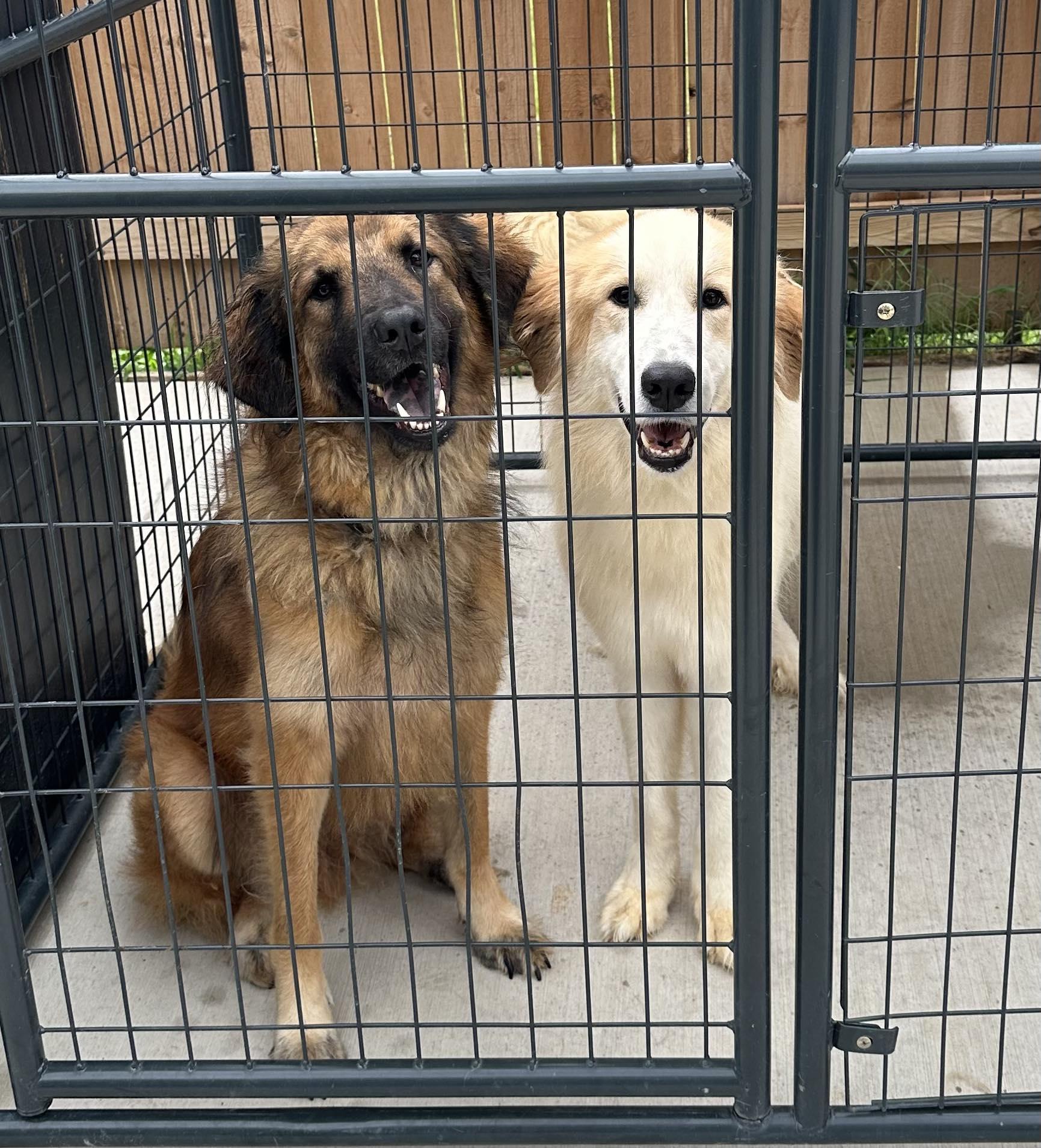 Courtesy Posting Teddy