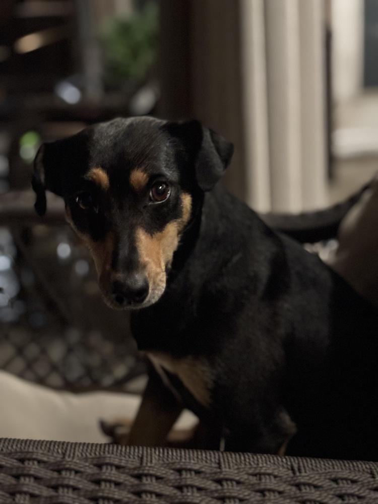 Bunny, Adoptable, Young Female Manchester Terrier.