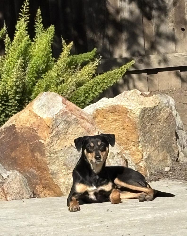 Enlarge Bunny, a Adoptable mixed breed in Pleasant Hill, CA image 2/6