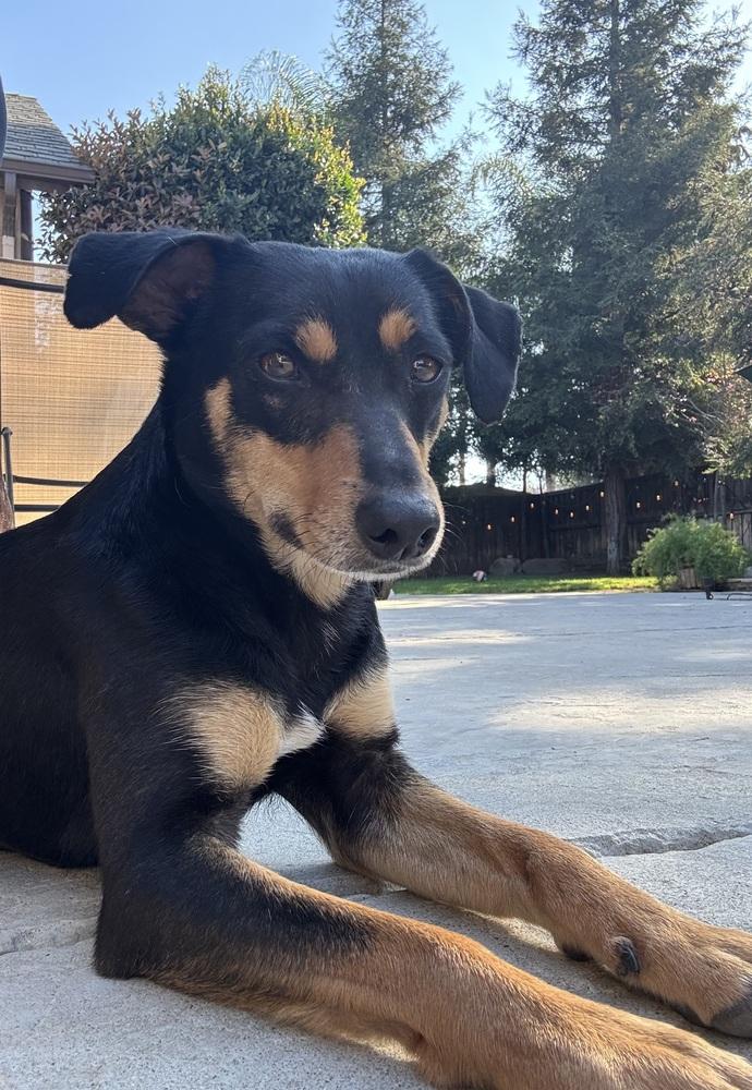 Enlarge Bunny, a Adoptable mixed breed in Pleasant Hill, CA image 3/6
