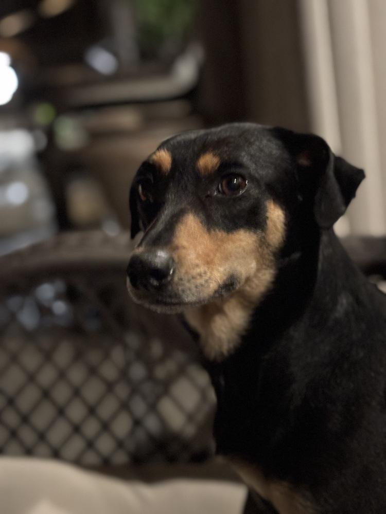 Enlarge Bunny, a Adoptable mixed breed in Pleasant Hill, CA image 5/6
