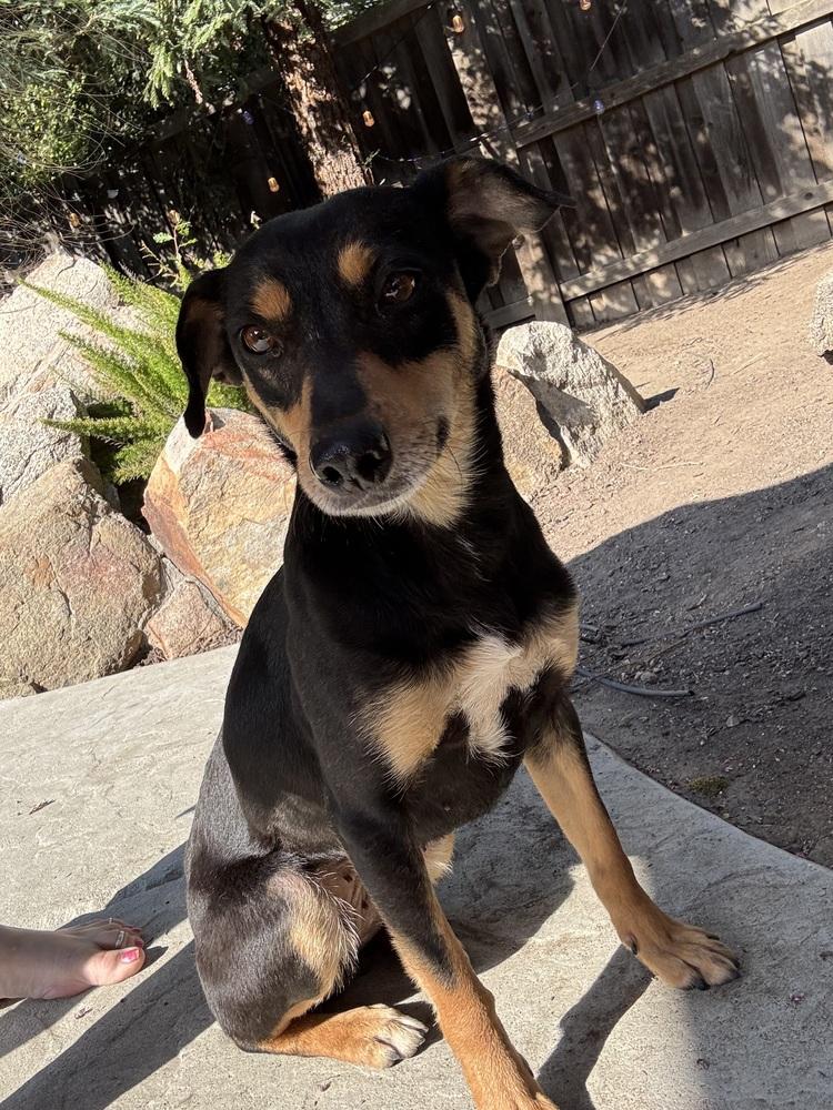 Enlarge Bunny, a Adoptable mixed breed in Pleasant Hill, CA image 6/6