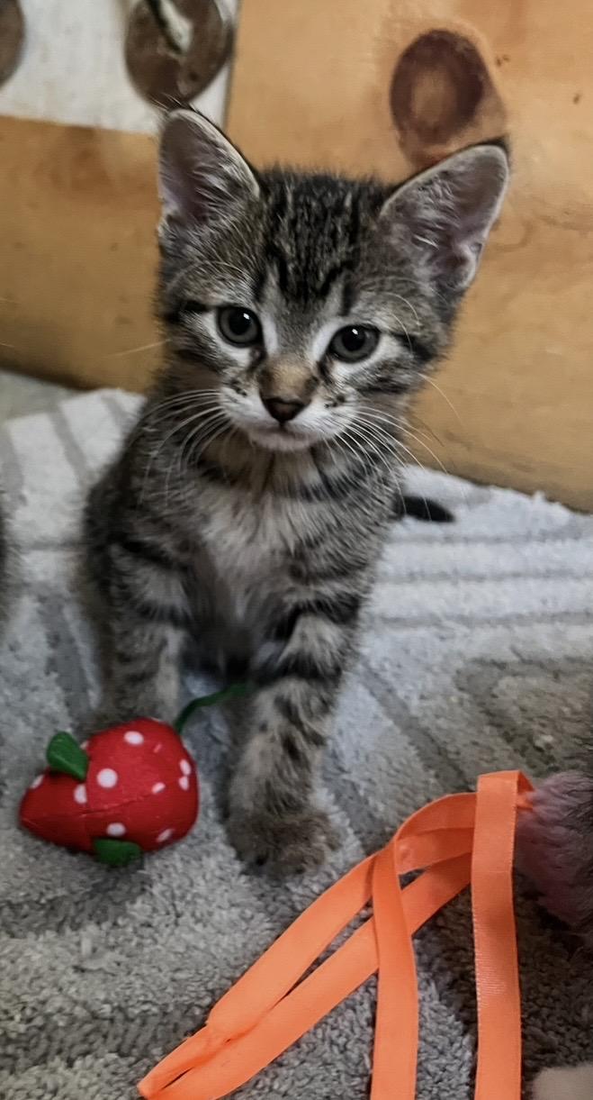 Enlarge Duskie, a Adopted Domestic Short Hair in Trenton, MO image 1/1