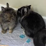 Kendyl, Adoptable, Young Female Lionhead & Netherland Dwarf.