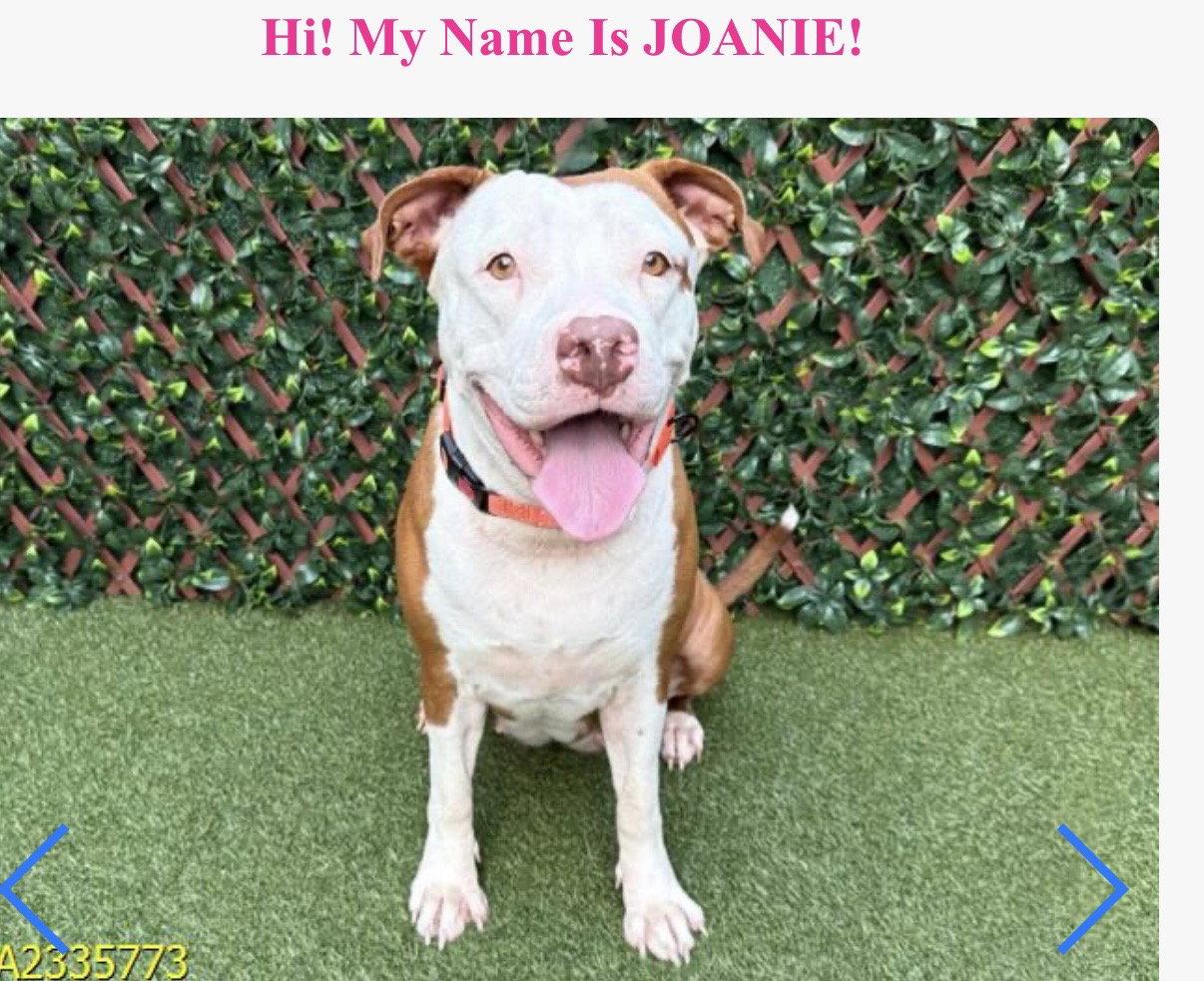 Enlarge JOANIE, a Adoptable mixed breed in ESTERO, FL image 1/2