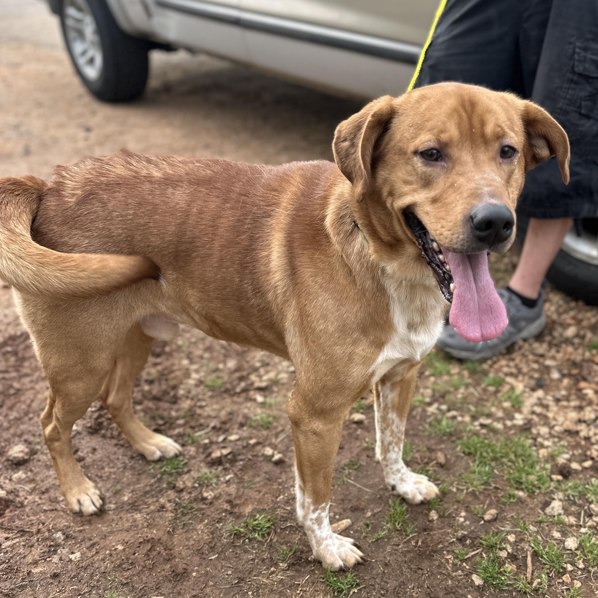 Bandit — thumbnail 4