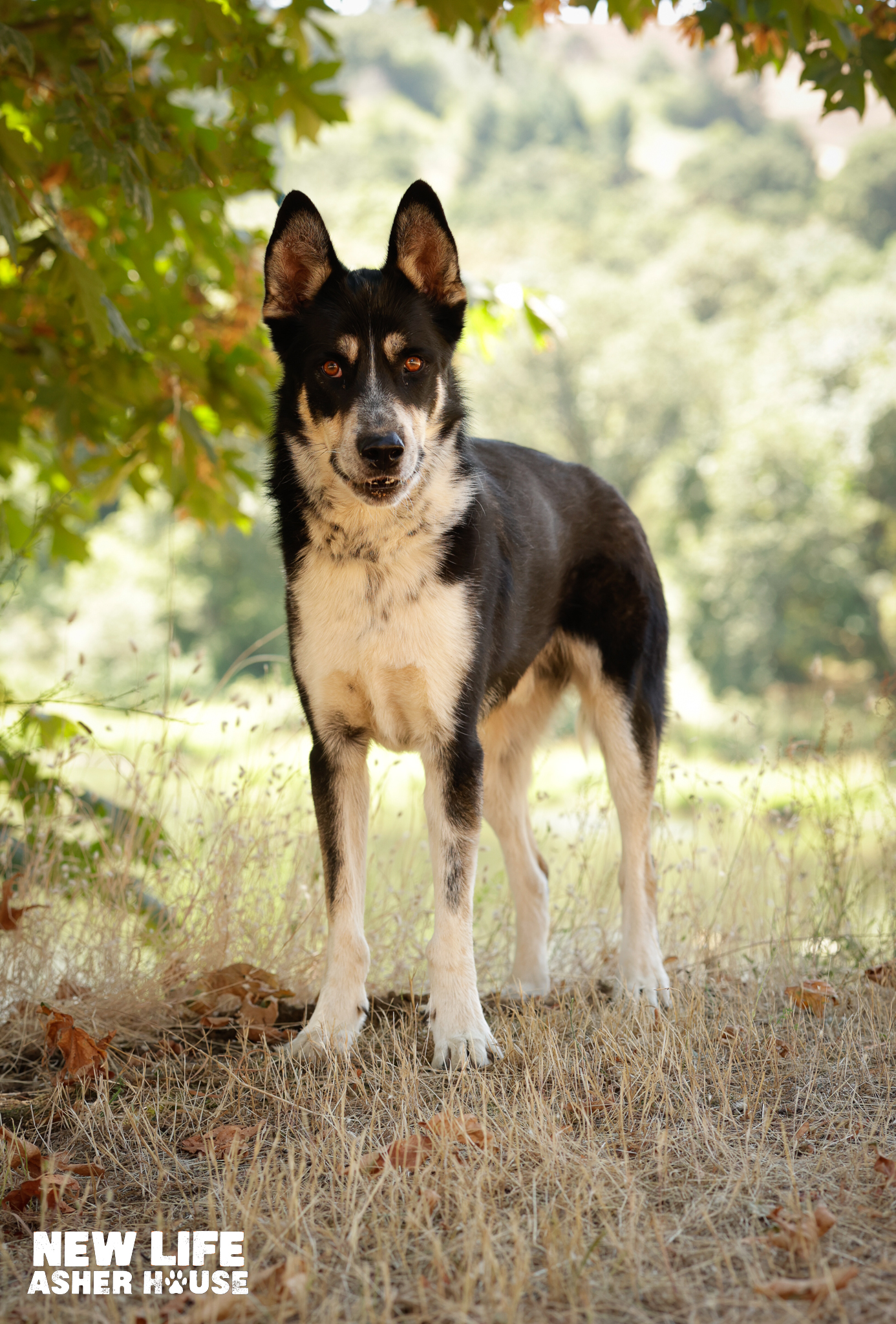 Enlarge Mambo, a Adoptable mixed breed in Portland, OR image 3/5