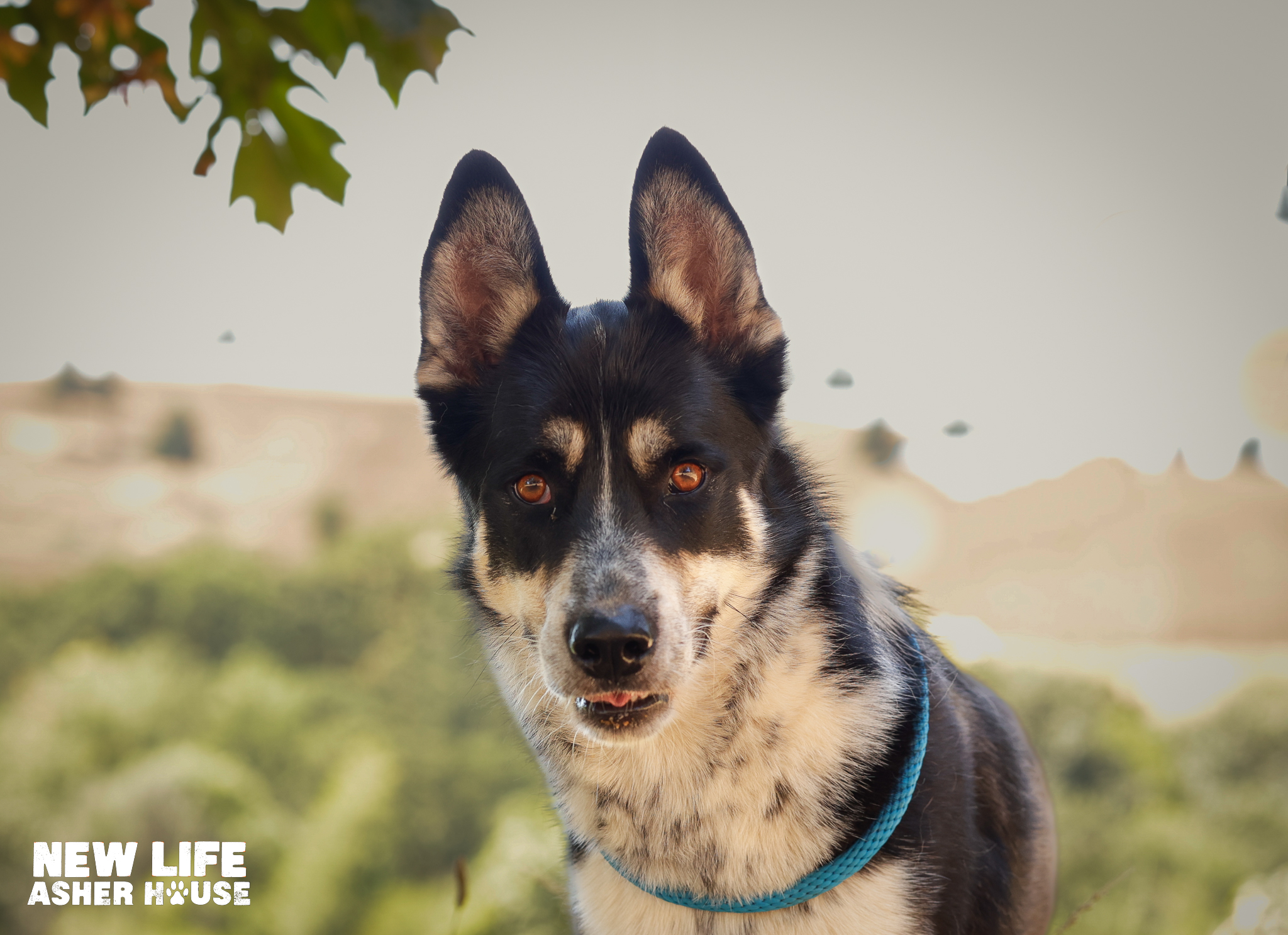 Enlarge Mambo, a Adoptable mixed breed in Portland, OR image 1/5