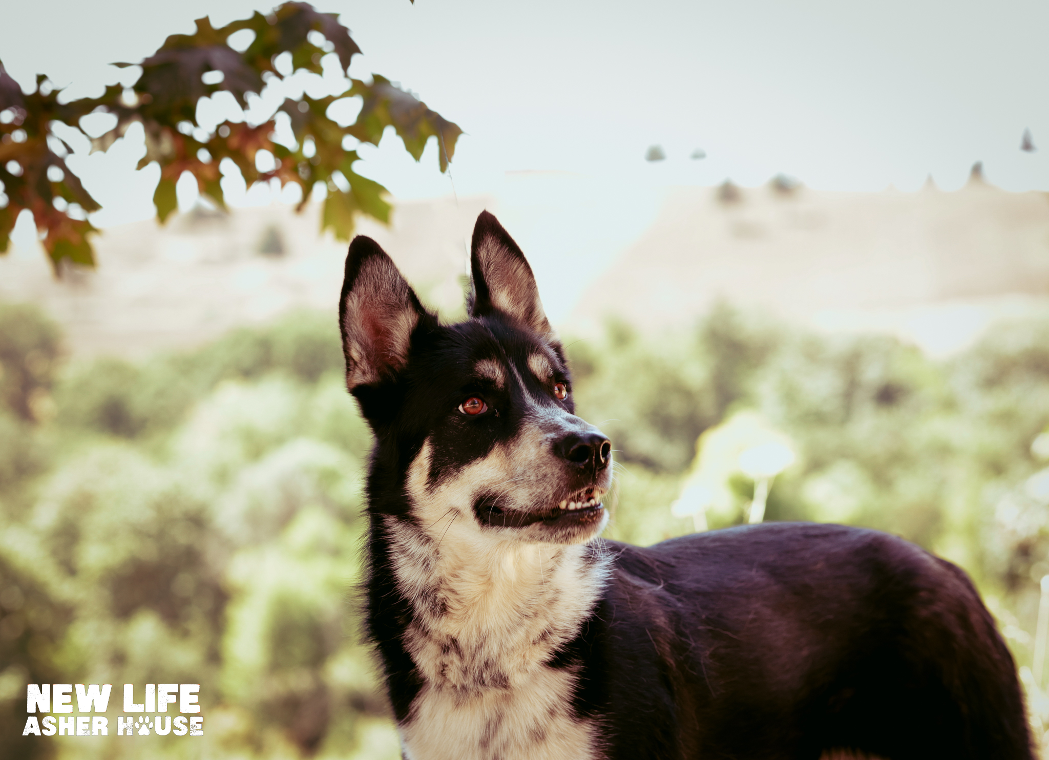 Enlarge Mambo, a Adoptable mixed breed in Portland, OR image 4/5