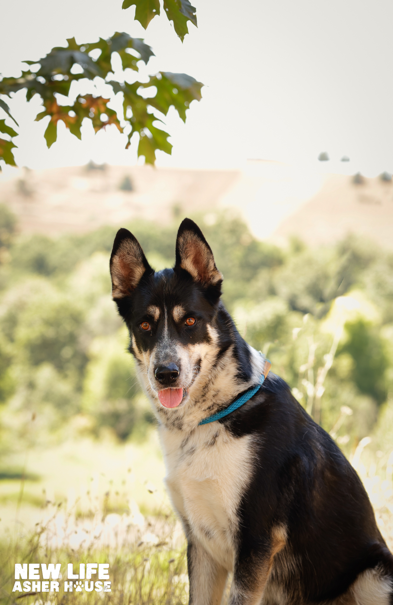 Enlarge Mambo, a Adoptable mixed breed in Portland, OR image 2/5