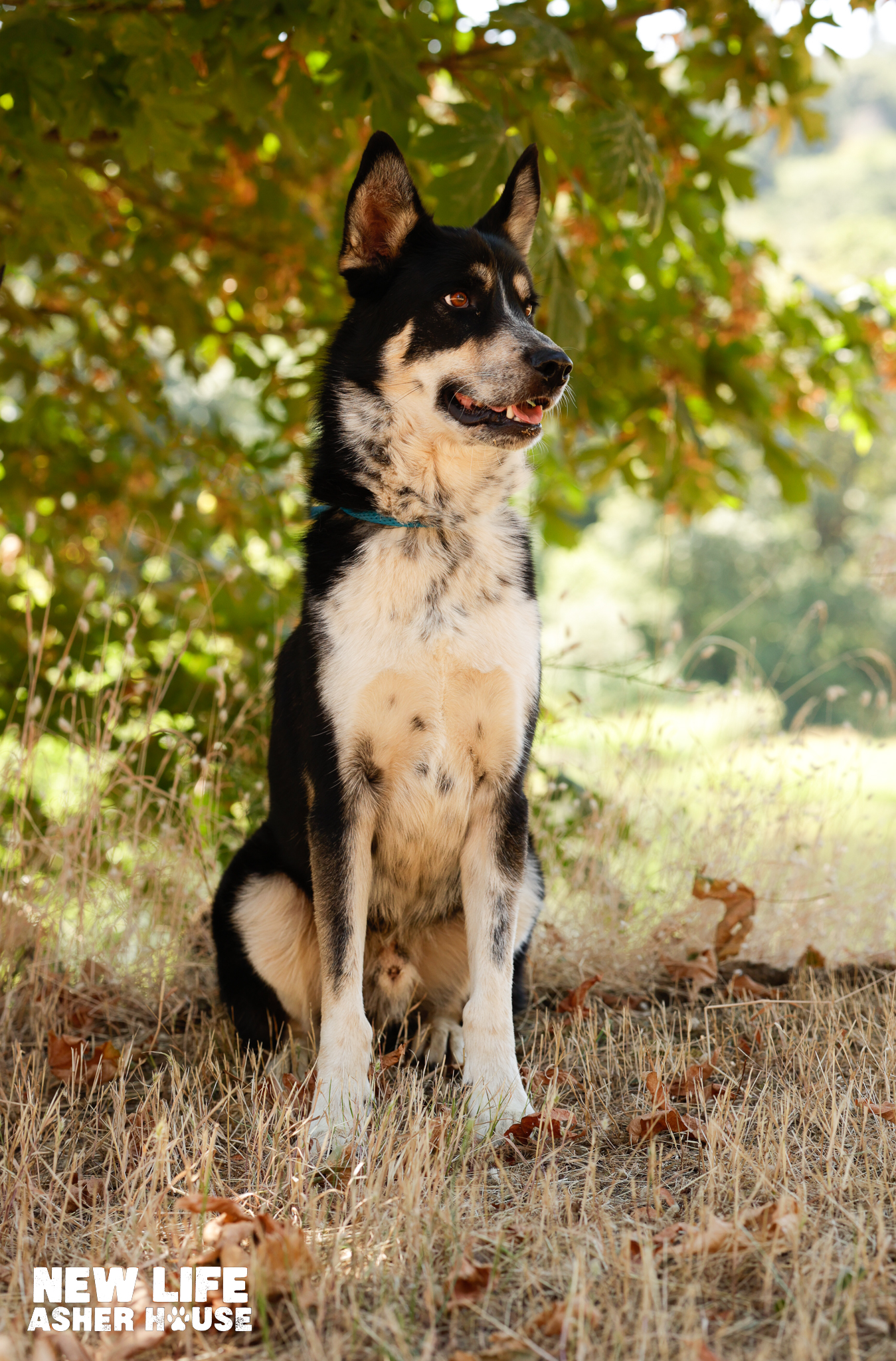Enlarge Mambo, a Adoptable mixed breed in Portland, OR image 5/5