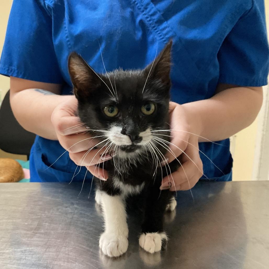 Zara, Adoptable, Kitten Female Domestic Short Hair.