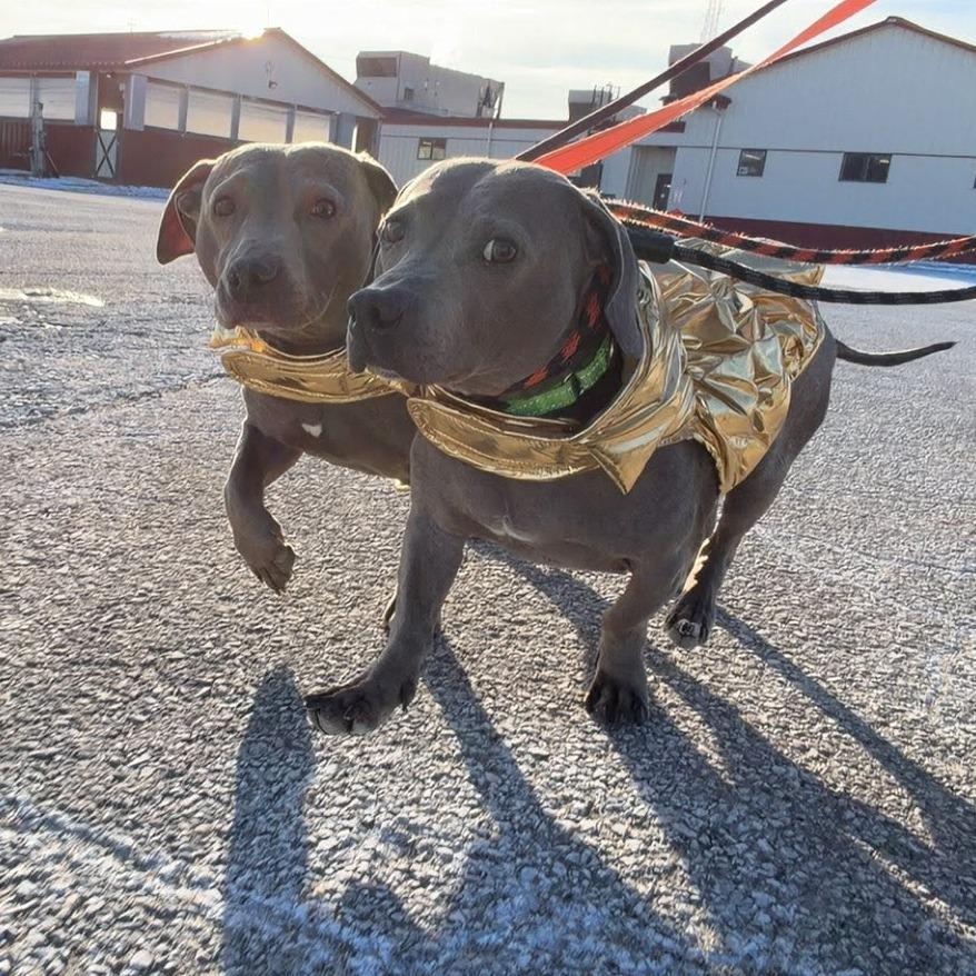 Enlarge Ricky, a Adoptable Mixed Breed in Ballston Spa, NY image 1/4