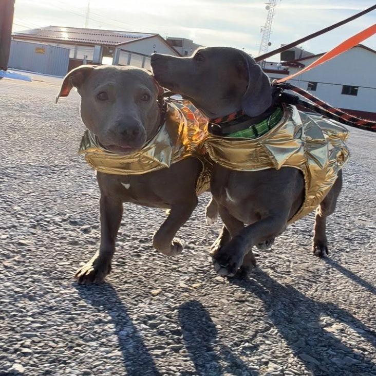 Enlarge Ricky, a Adoptable Mixed Breed in Ballston Spa, NY image 3/4