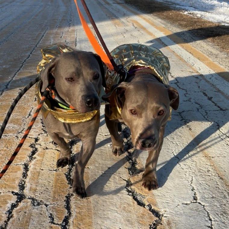 Enlarge Ricky, a Adoptable Mixed Breed in Ballston Spa, NY image 4/4