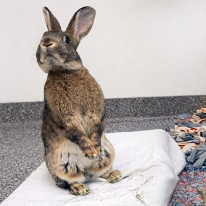 Enlarge Peter rabbit, a Adoptable mixed breed in Voorhees, NJ image 1/3