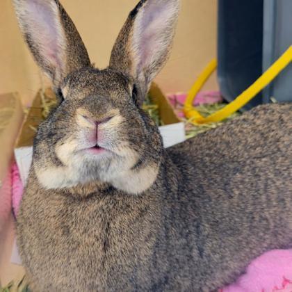 Enlarge Peter rabbit, a Adoptable mixed breed in Voorhees, NJ image 2/3