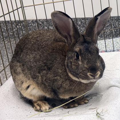 Enlarge Peter rabbit, a Adoptable mixed breed in Voorhees, NJ image 3/3