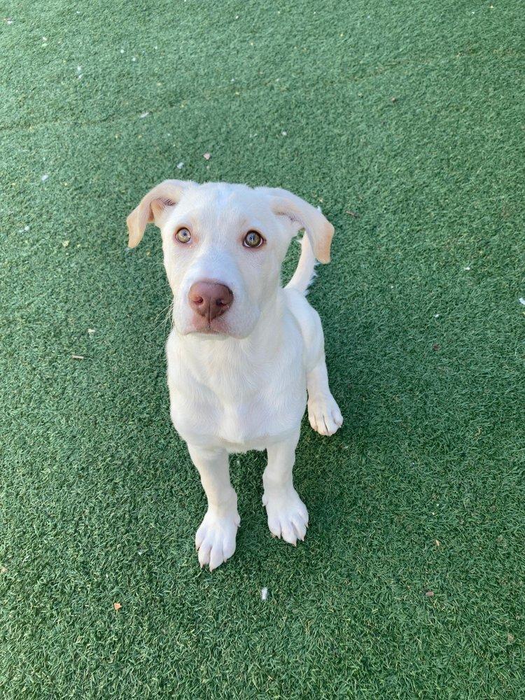 Starlight, Adopted, Young Male Mixed Breed.