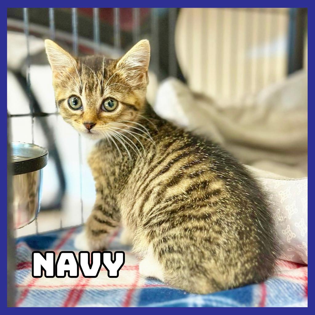 Enlarge Navy, a Adoptable Domestic Short Hair in Glenwood, MN image 1/1