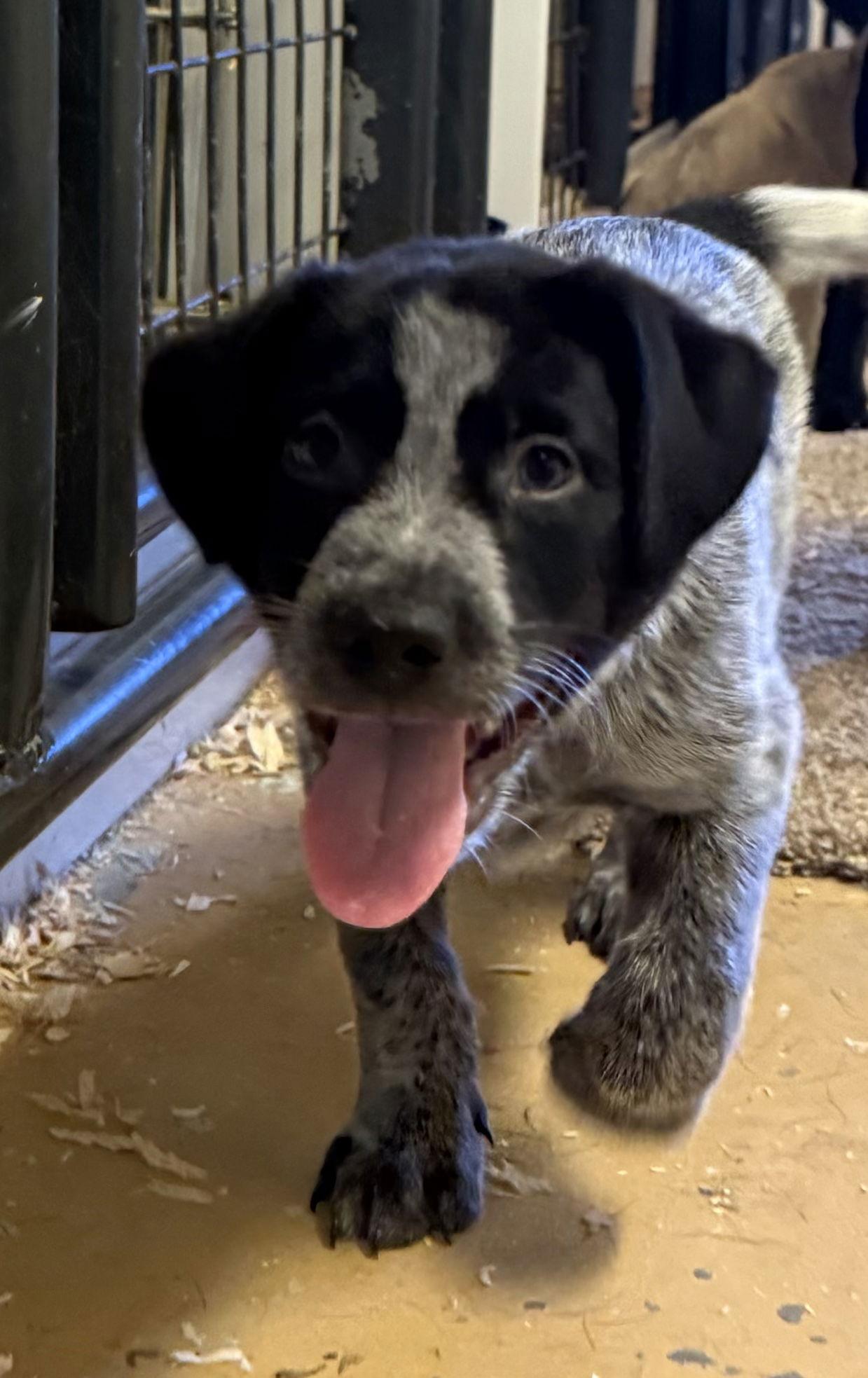 Obi, Adopted, Puppy Male Australian Cattle Dog / Blue Heeler & Labrador Retriever.