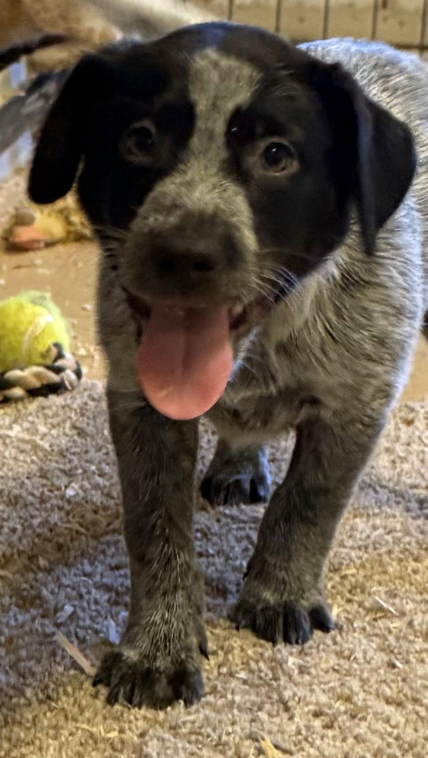 Enlarge Obi, a Adopted mixed breed in Woodland, CA image 2/2