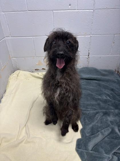 Enlarge Speedwagon, an adopted Mixed Breed in Lafayette, IN image 1/1