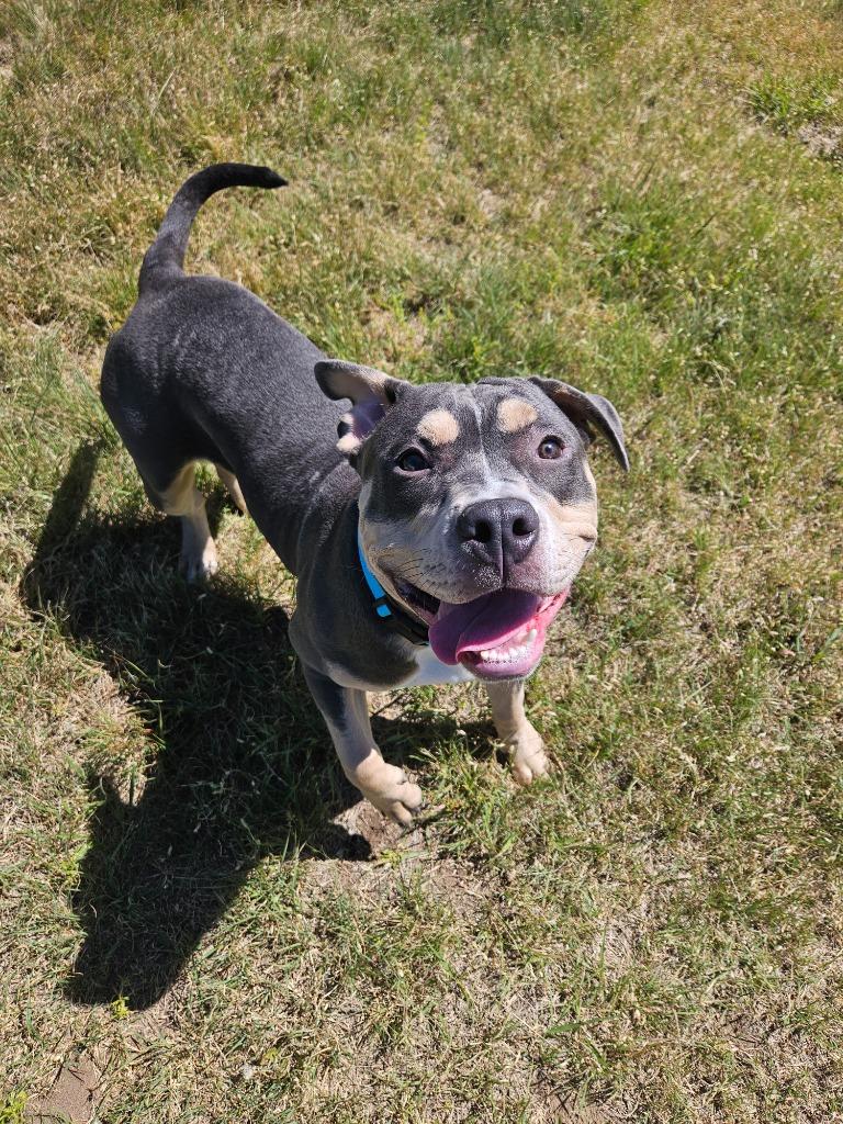 Enlarge Cannoli, a Adopted Pit Bull Terrier in Pratt, KS image 1/1