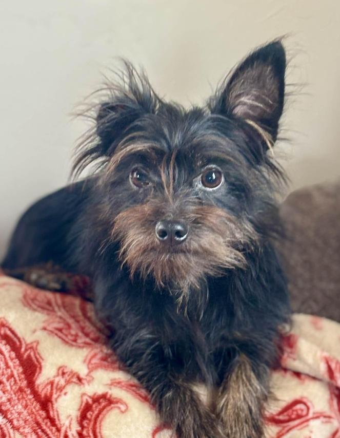 Enlarge Koda, a Adopted Yorkshire Terrier in Piedmont, OK image 1/1