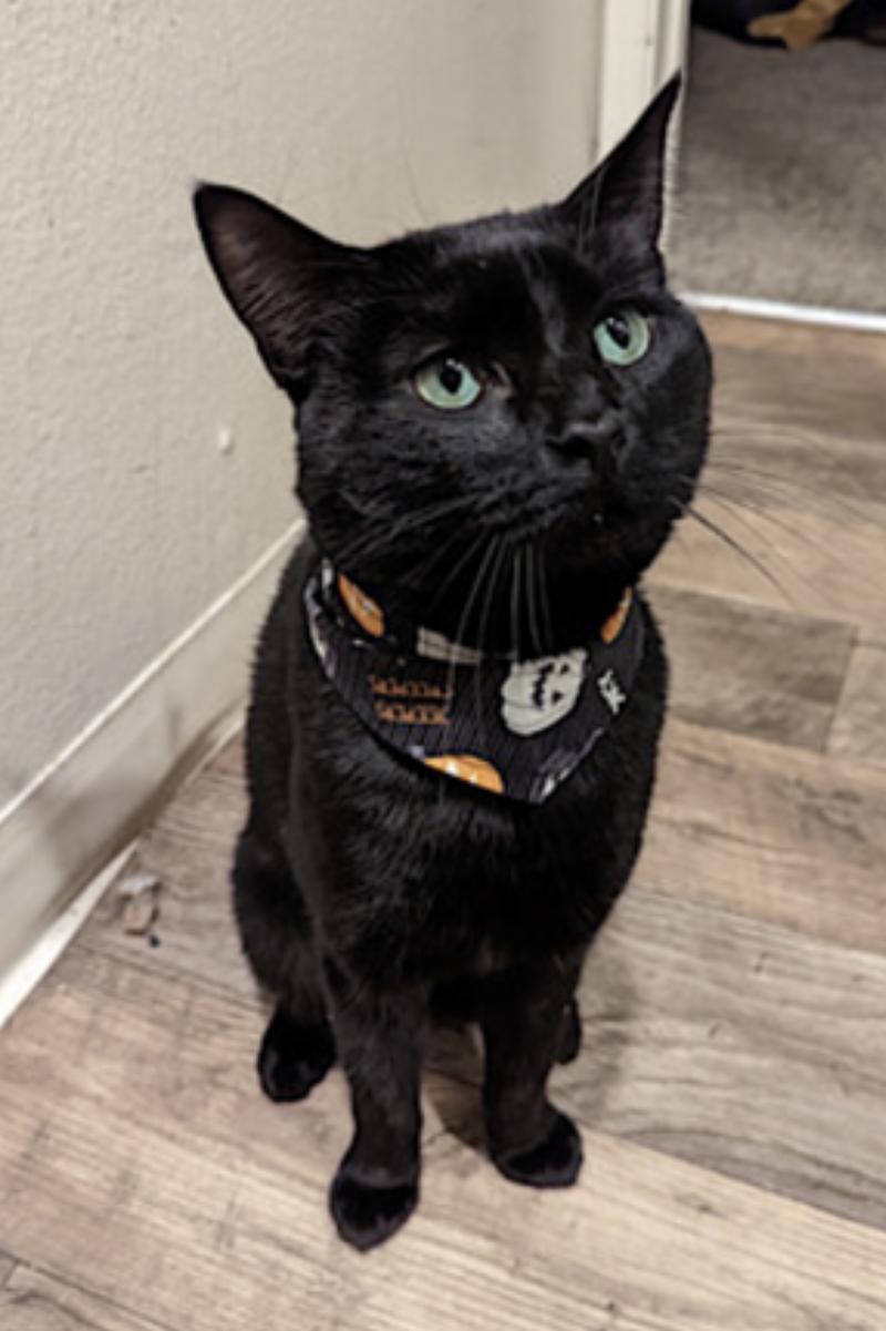 Nugget — thumbnail 4