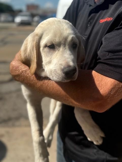Marmaduke, a ADOPTABLE mixed breed in Cushing, OK image 2/3