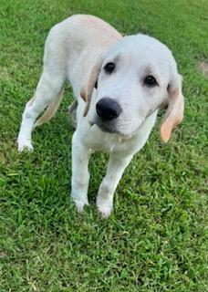 Marmaduke, ADOPTABLE, Puppy Male Labrador Retriever & Great Pyrenees.