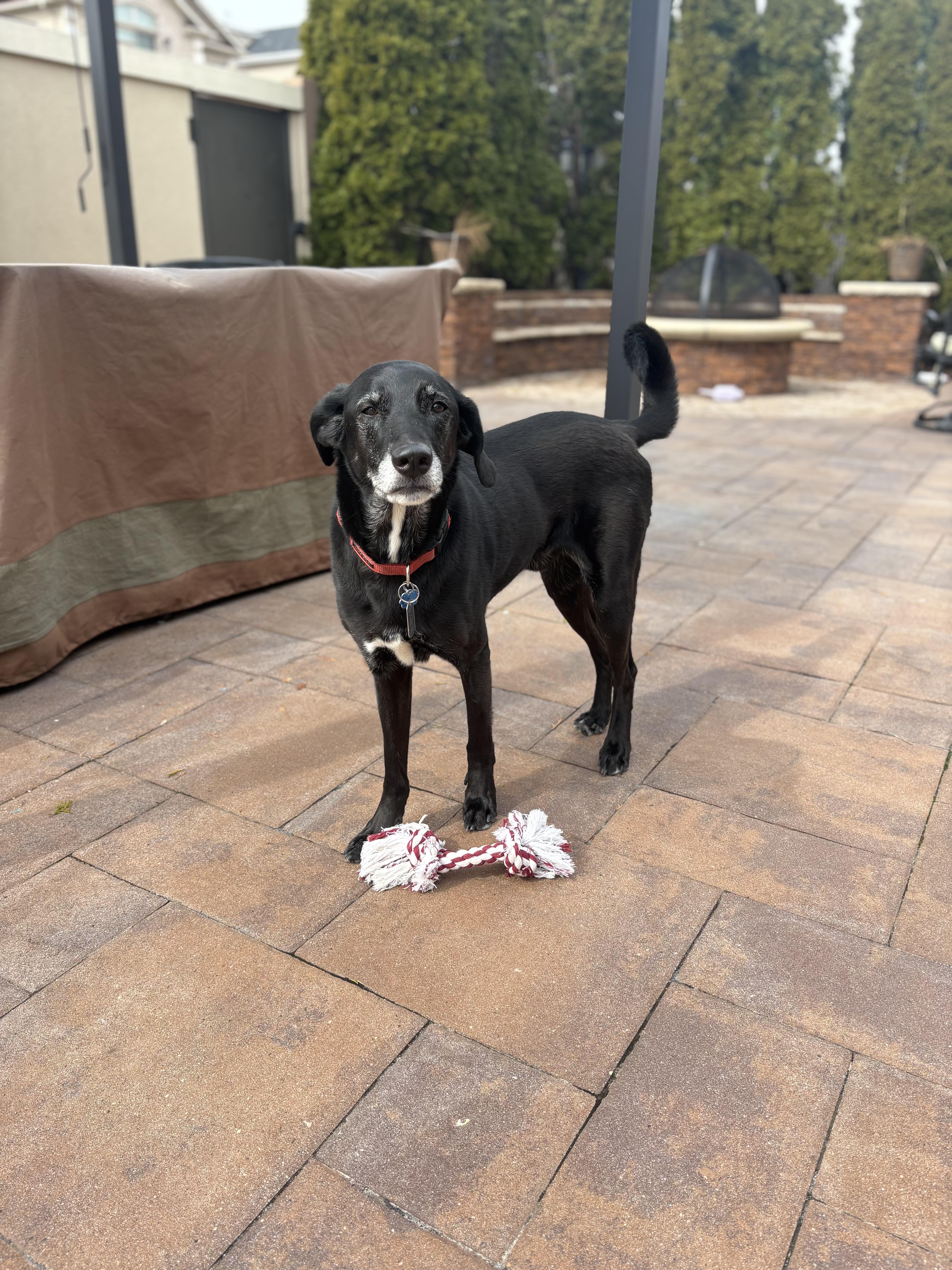 Martin , a ADOPTABLE mixed breed in Mendham, NJ image 2/3