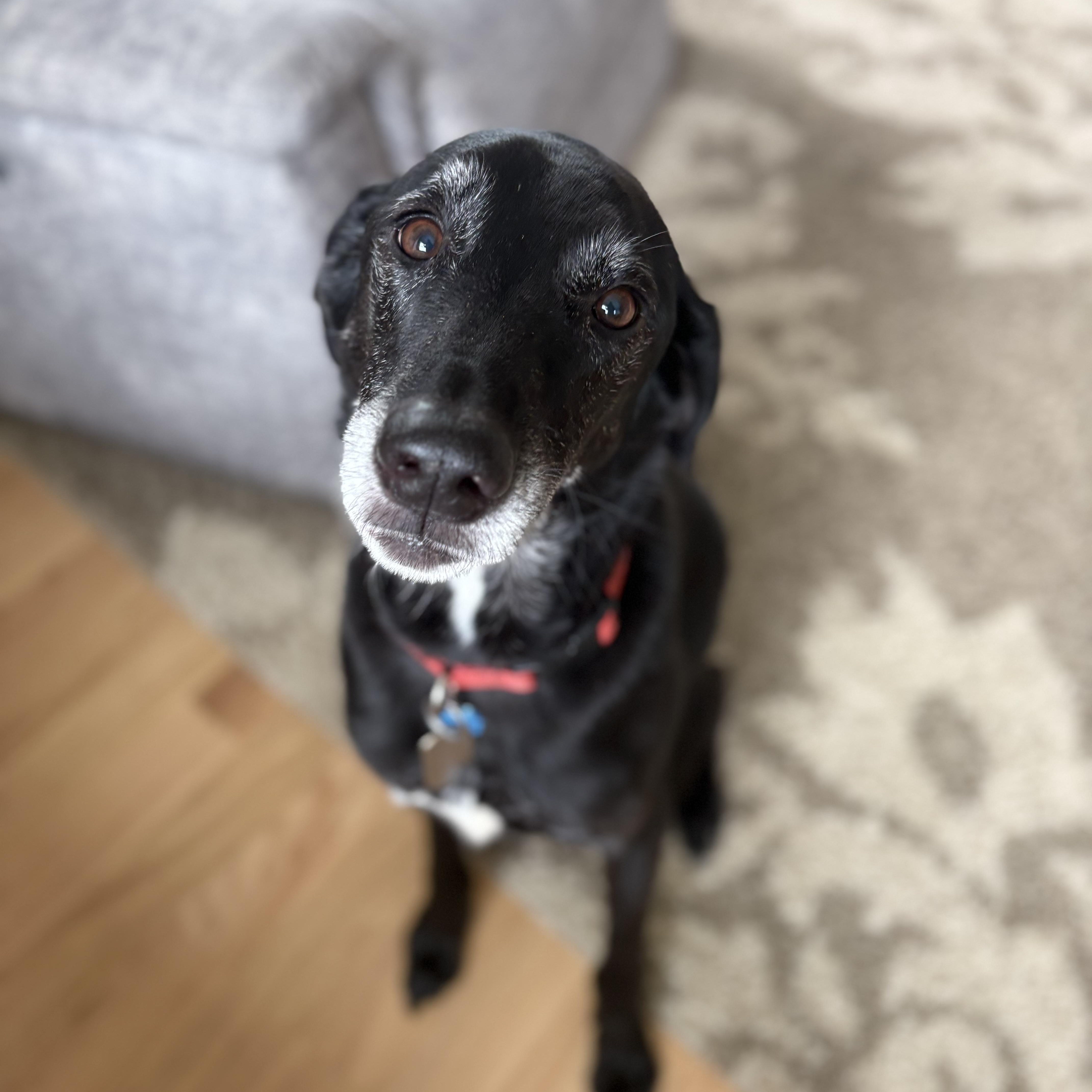 Martin , ADOPTABLE, Adult Male Black Labrador Retriever.