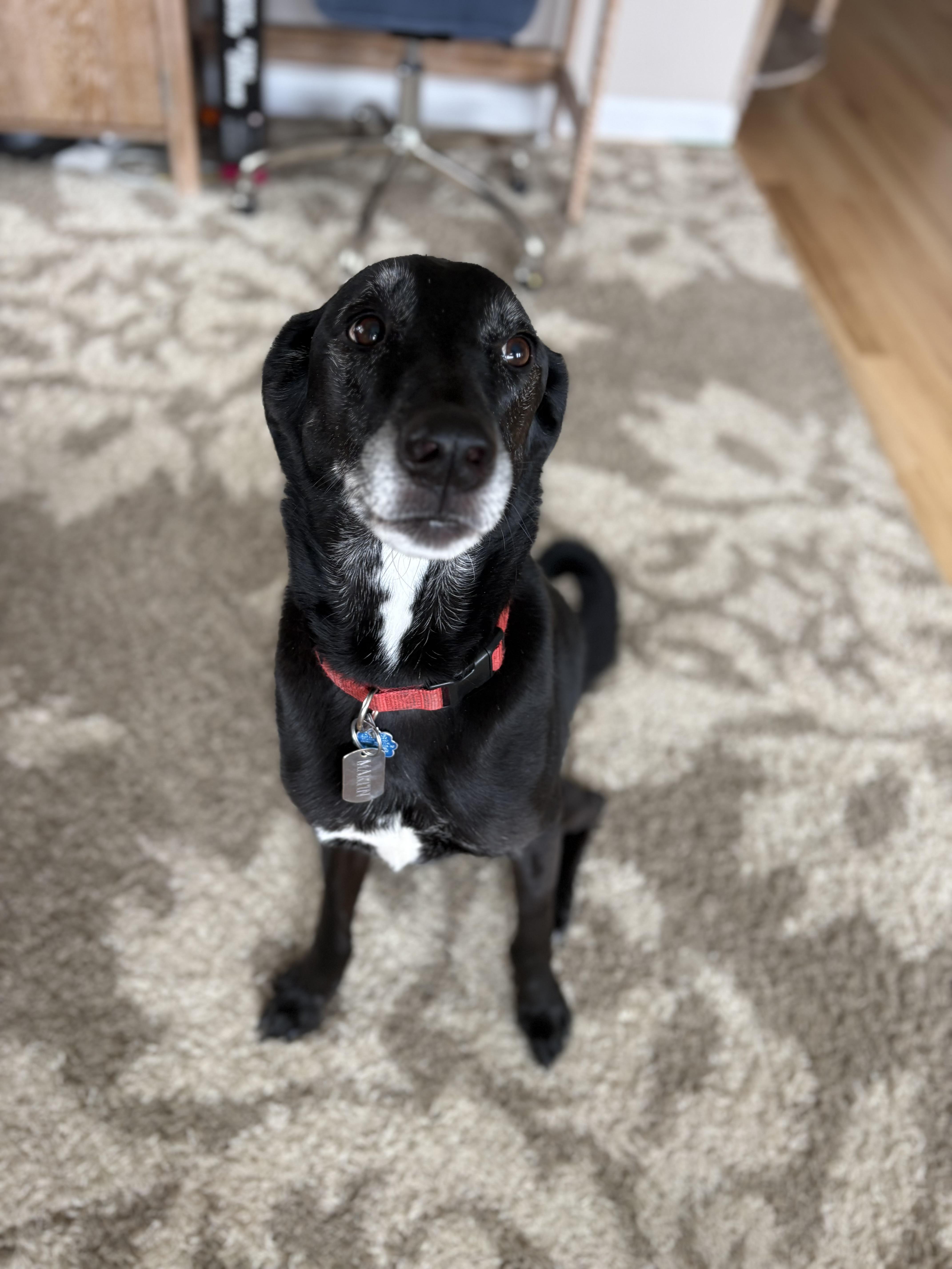 Martin , a ADOPTABLE mixed breed in Mendham, NJ image 3/3