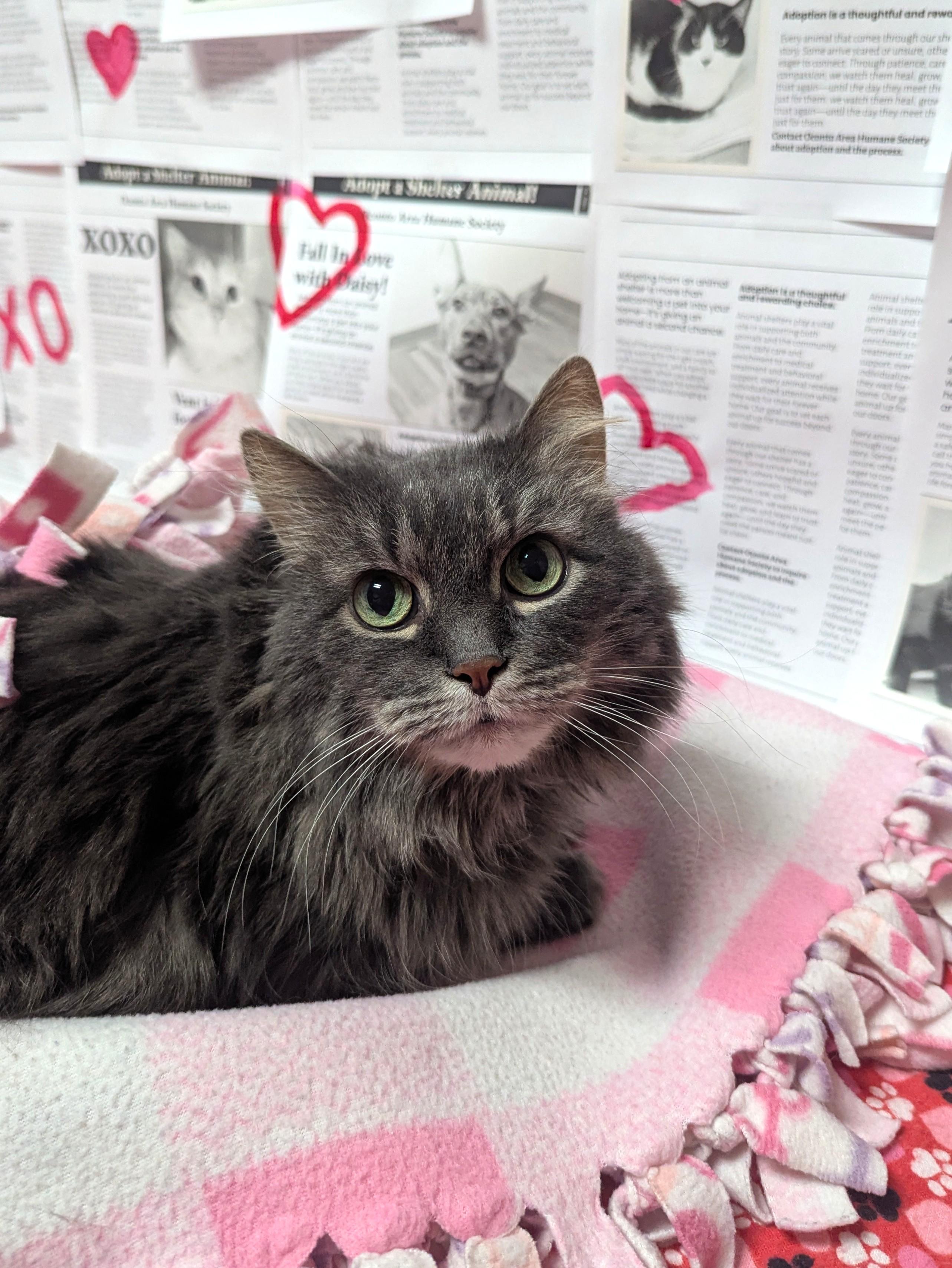 Kiki (Front Declawed), Adoptable, Senior Female Domestic Medium Hair.